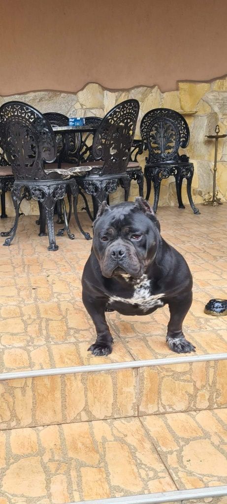 American Bully Exotic