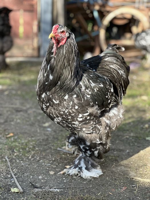 Cocosi brahma tineret