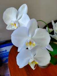 Комнатные орхидеи продажа