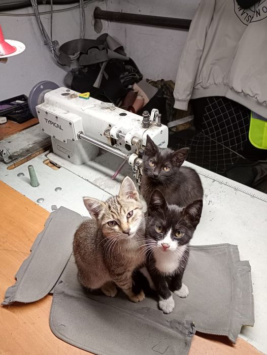Отдам котят и кошку