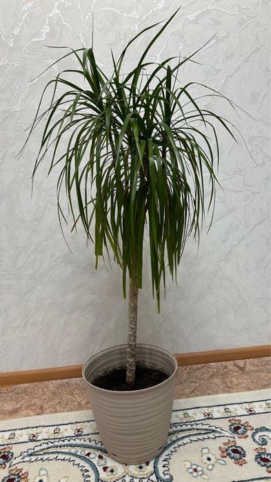 Продам домашние растение