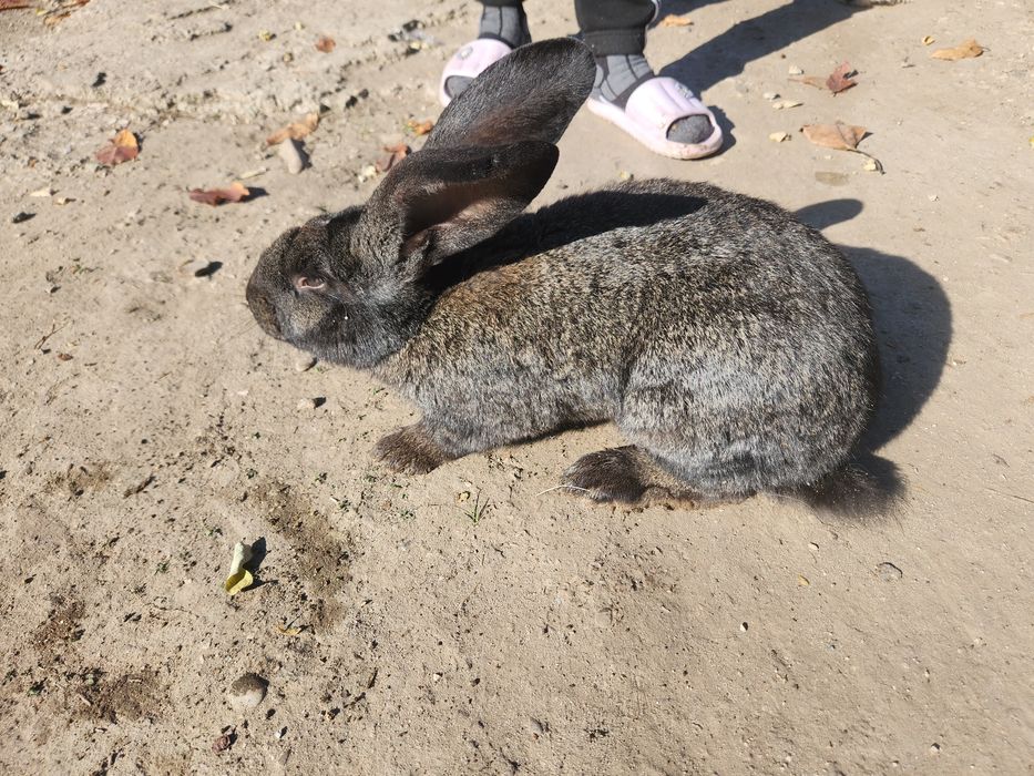 Iepurasi fluture german/2 luni 90buc. Am și la 5 luni iepuri 140 lei