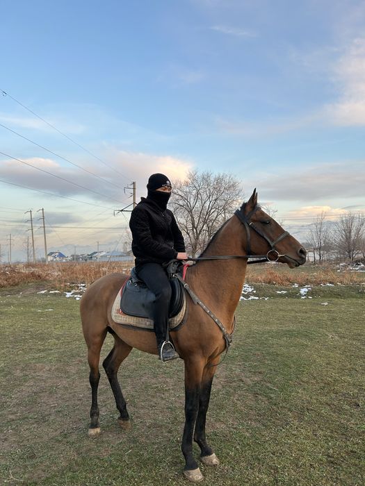 Айғыр сатамын 7 жасар