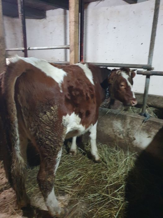 De vanzare 2 junci gestante