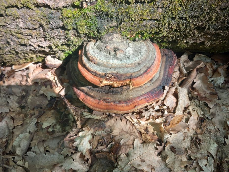 Ciuperca medicinala fomitopsis pinicola