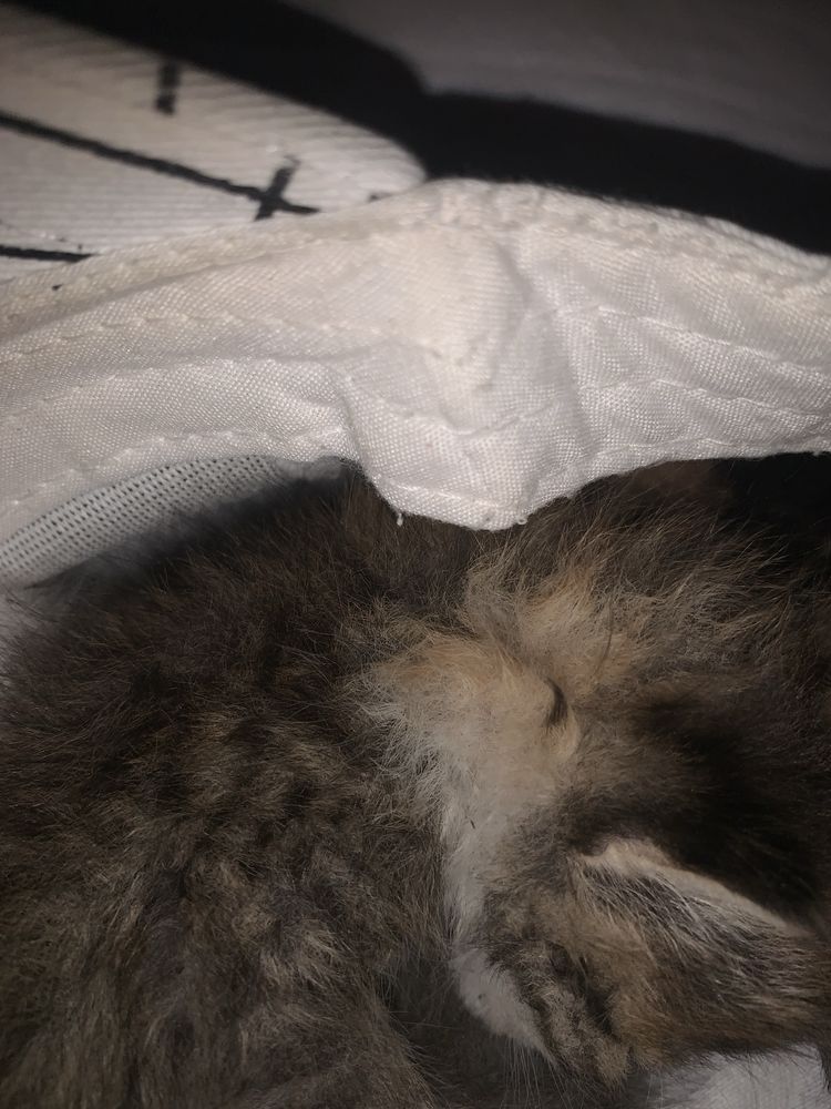 Котята крассивые подарю
