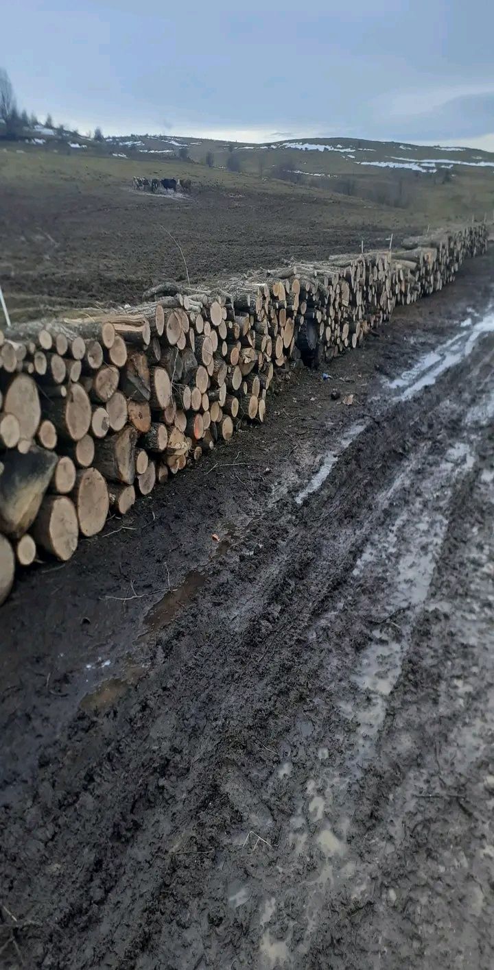 Vând lemne de foc la 250 de leu metru