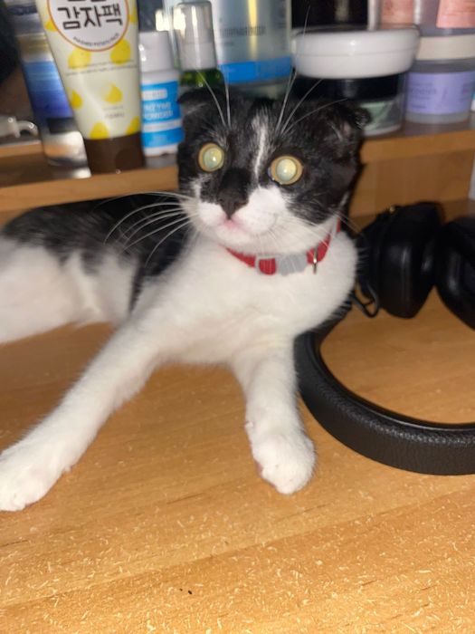 Отдам красивого котенка