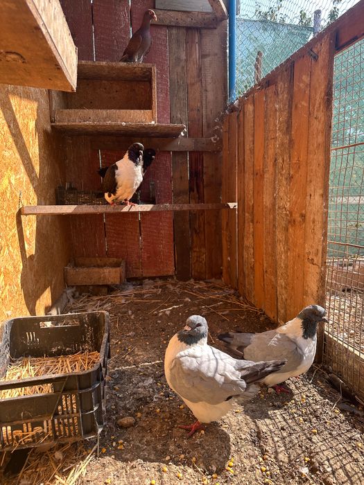 Vând porumbei diferite rase