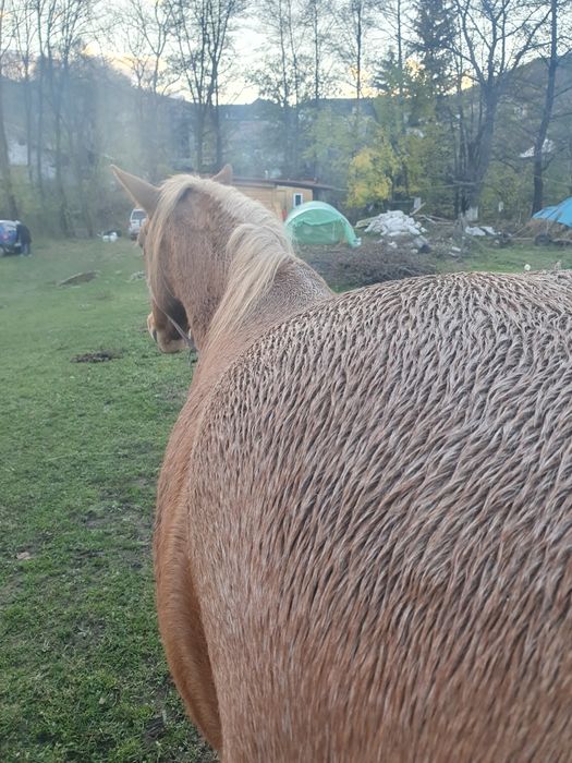Vând iapă cuminte, foarte bună de muncă