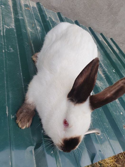 Kaliforniya quyonlar/ калифорнийские кролики