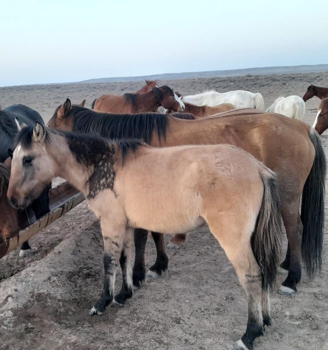 Тай шығар Жабағылар сатылады