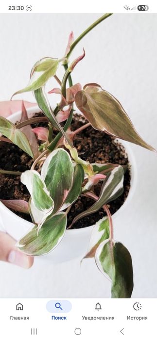 Филодендроны  Вельвет хало Белый рыцарь,Лиза,монстеры колекционные