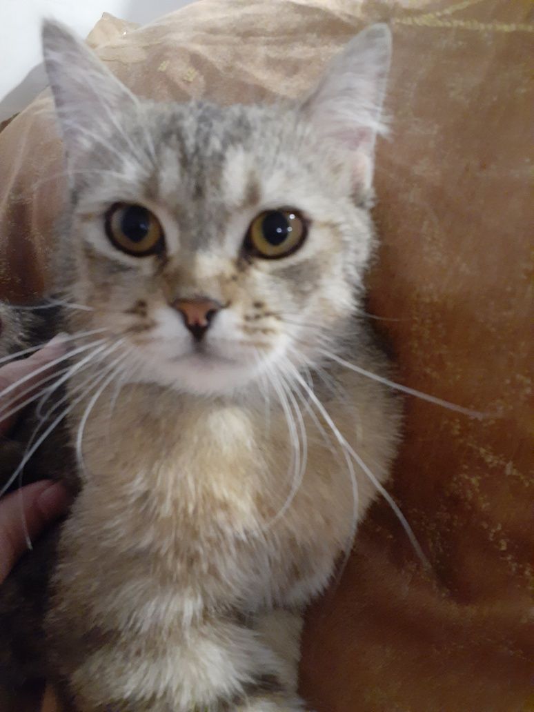 Продаётся котик !