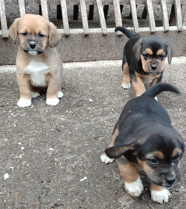 Donez puiți beagle