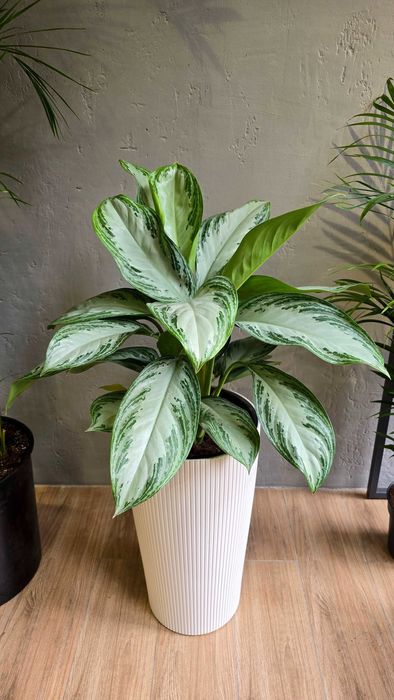 Лучшие растения для очистки воздуха