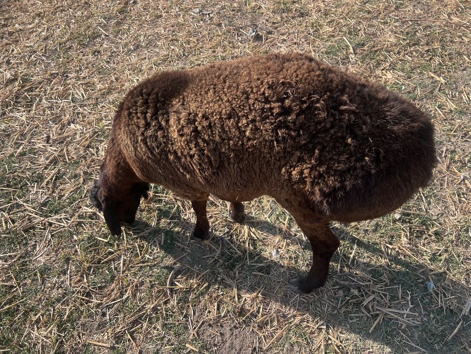 Toza hisori qochqor