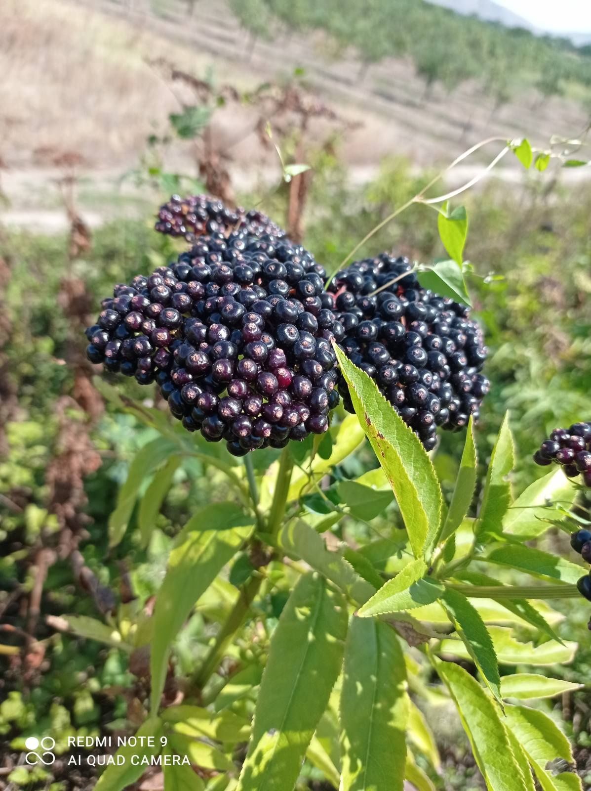 Уникален сок от слънчев бъз концентрат и сладко (кюспе)