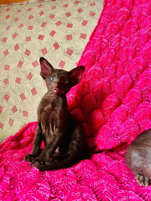 Ориентальные котята