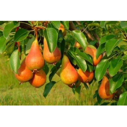 Par (Soiul Mirandino Rosso )