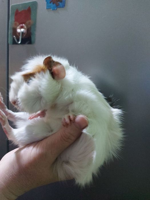 Продаётся морская свинка