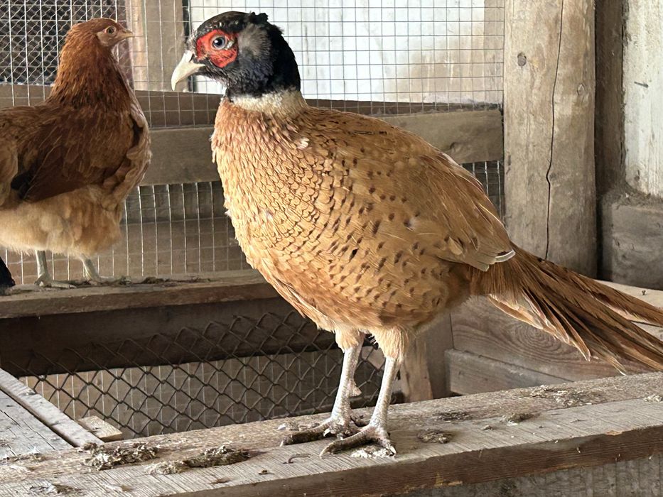 Фазаны самцы по 7 тысяч тенге.