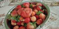 Vând căpșuni proaspete