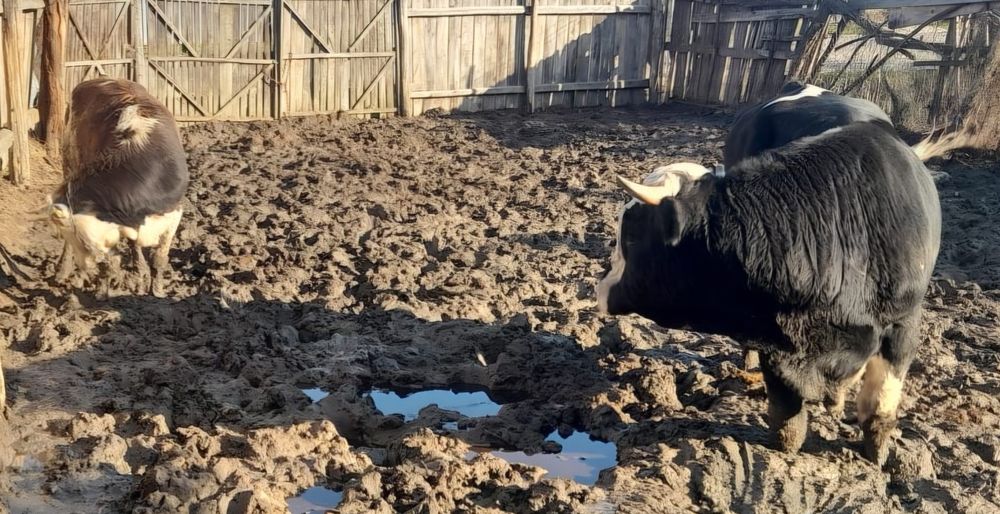 Taur 800 kg / Vitica 300 kg.