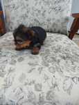 Yorkshire terrier