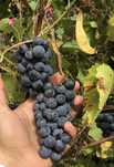 Vand struguri de vin