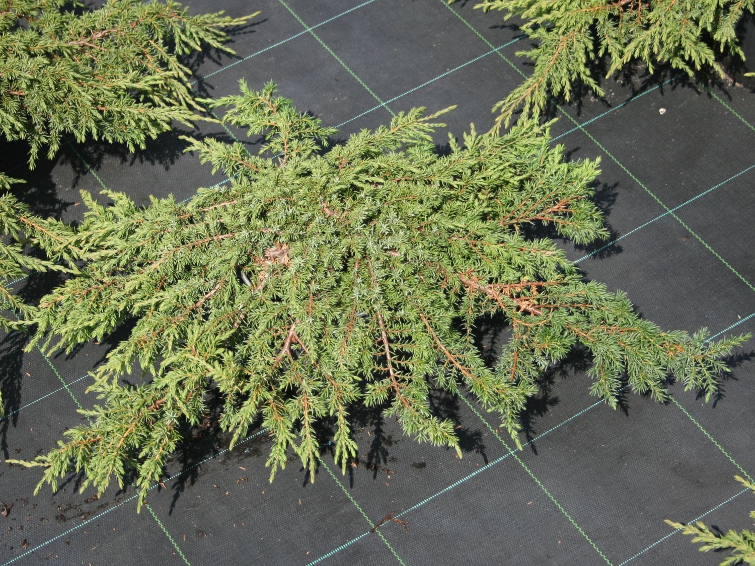 Juniperus communis,plante decorative, plante ornamentale