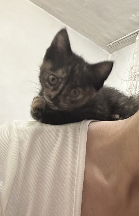 Отдам котенка бесплатно