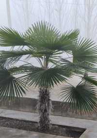 Dekorativni darxt palma