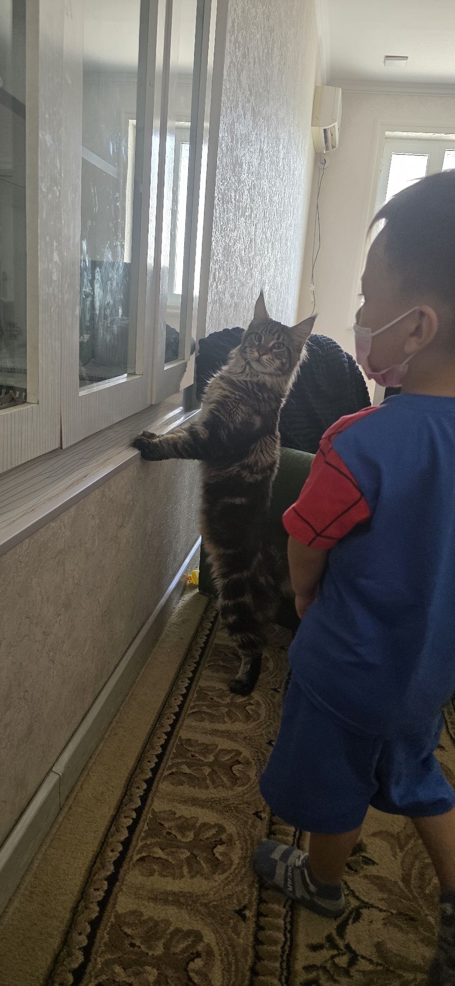 Вязка мэйн кун вязка