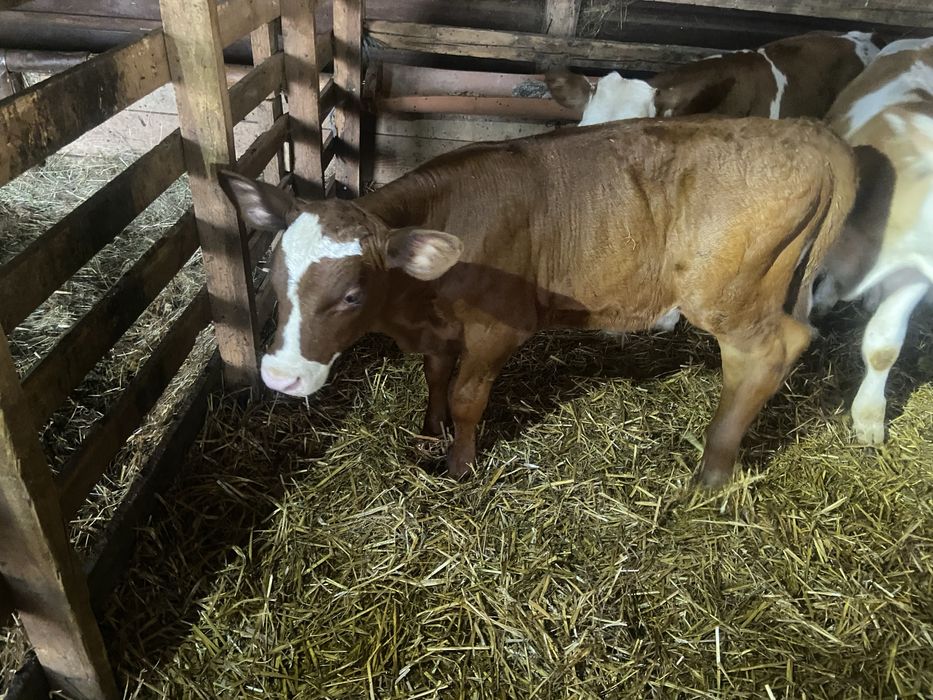 Vand vaca cu vitel !