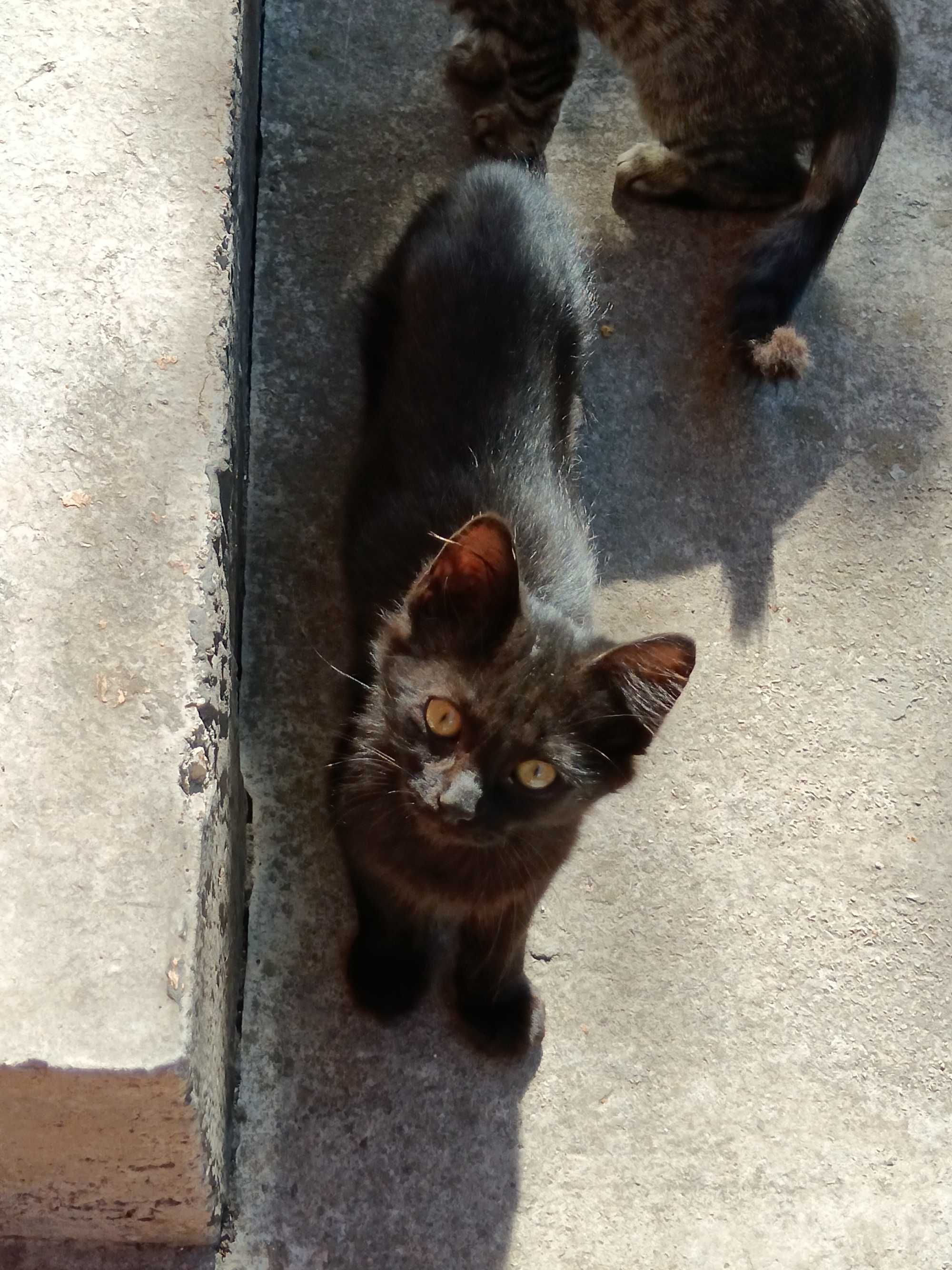 Подарявам котета