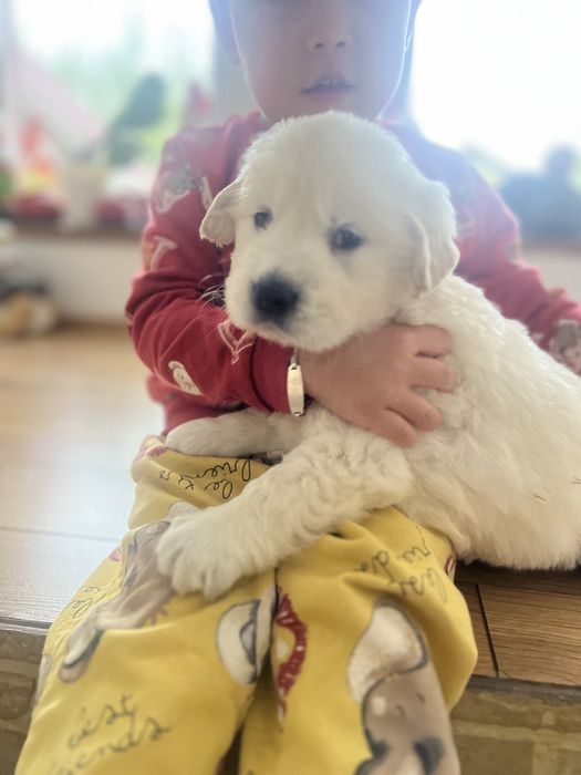 Femela golden retriever cu pedigree!