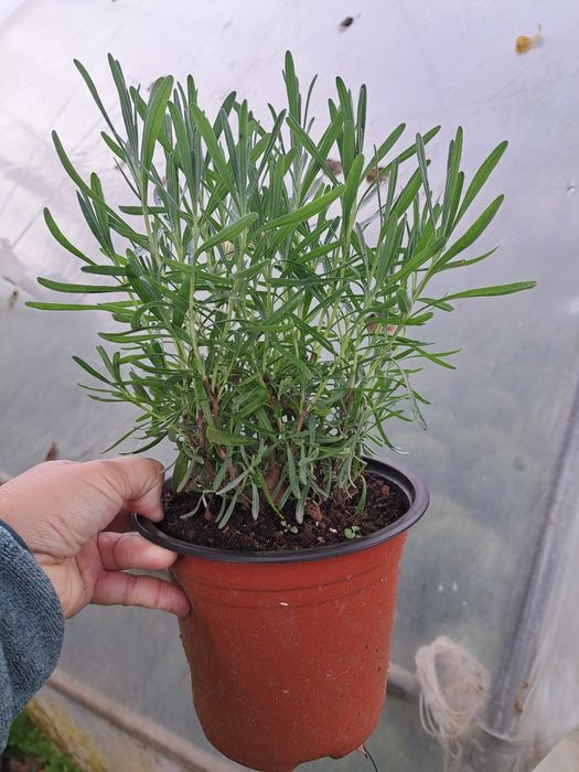 De vânzare lavandă