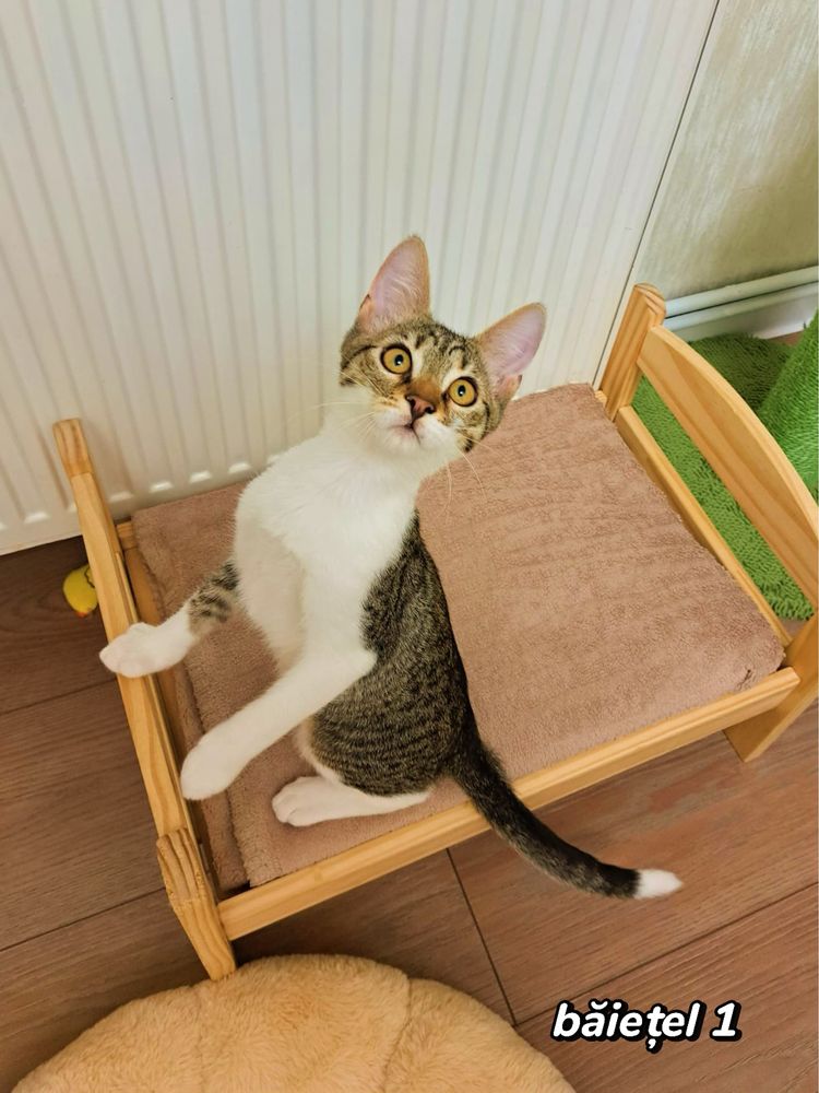 Adoptie pisoi 3 luni