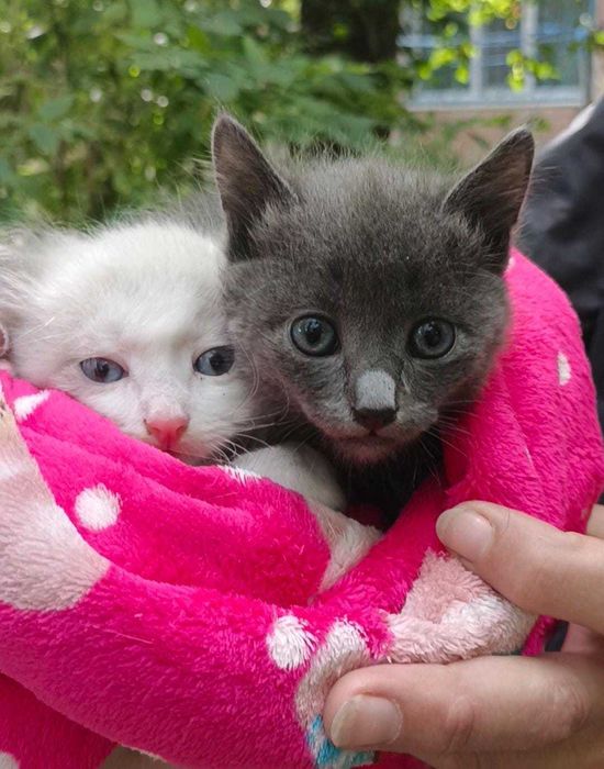 Подкинули котят. Нужен дом! Срочно!