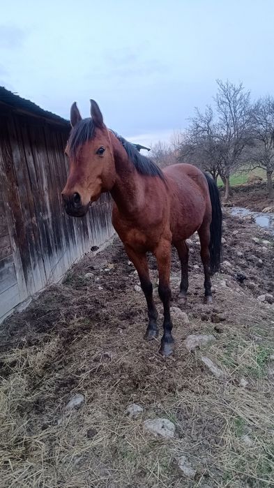 Cai pur sânge arab și cal de sporrt romanesc