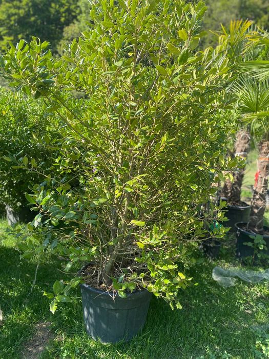 Plante ornamentale deosebite pentru colecții rare și speciale