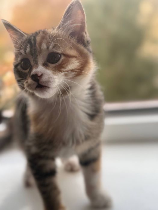 Отдам котёнка в добрые руки!