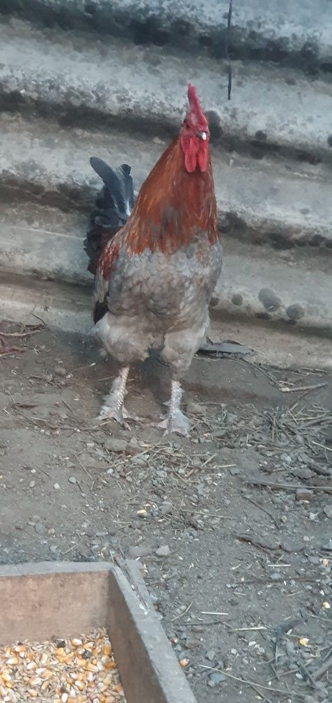 Cocos marans albastru aramiu