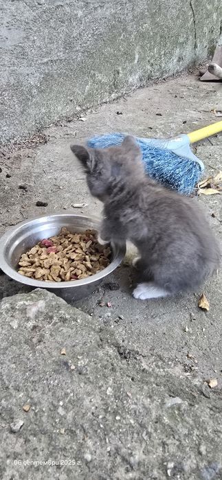 Котенца търсят дом