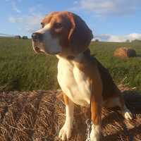 Femela beagle cu pedigree