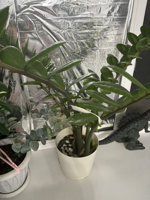 Продаю замиокулькус, долларовый цветок