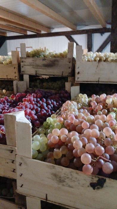 Ceasla, Striguri de masa, Camera frigorifica, Panciu, Vrancea, direct