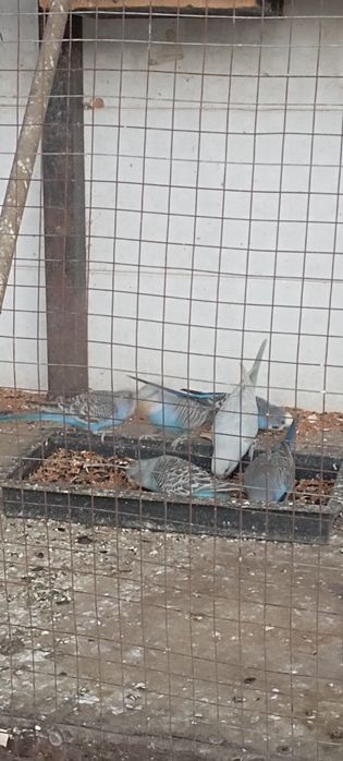 Сотилади.Тутикушлар.Нархи 65000 сум.