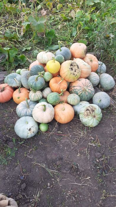 Продаёться Тыква дачная